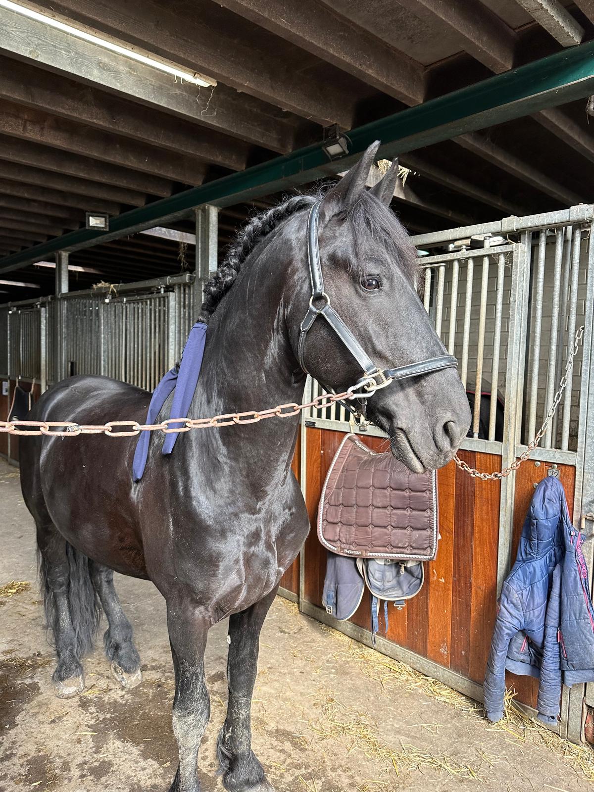 Mane protector bag XL
